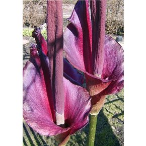 Amorphophallus konjac - Leopárdkontyvirág - 2db mag/csomag