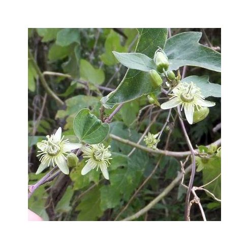 Passiflora suberosa - 2 db mag/csomag