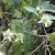 Passiflora suberosa - 2 db mag/csomag