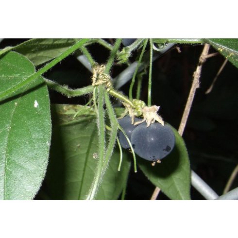 Passiflora suberosa - 2 db mag/csomag