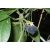 Passiflora suberosa - 2 db mag/csomag