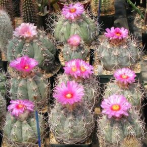   Echinocactus horizonthalonius - Ördögfejű sünkaktusz - 5db mag/csomag