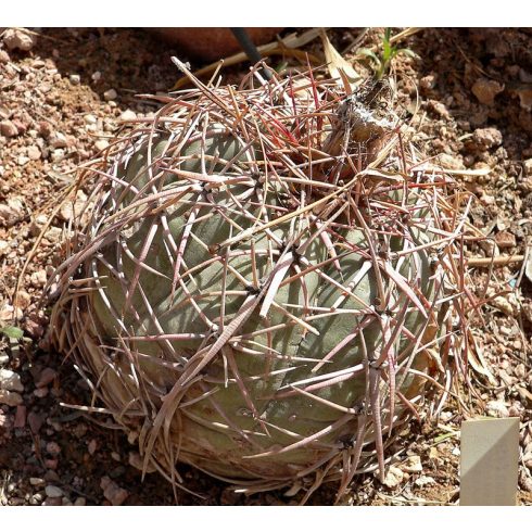 Echinocactus horizonthalonius - Ördögfejű sünkaktusz - 5db mag/csomag