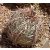 Echinocactus horizonthalonius - Ördögfejű sünkaktusz - 5db mag/csomag