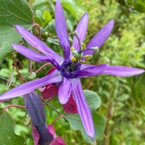Passiflora umbilicata - 2db mag/csomag