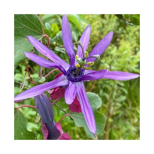 Passiflora umbilicata - 2db mag/csomag