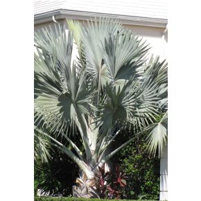   Latania loddigesii - Blue Latan Palm - 5pcs seeds/packet - goldenpalm.hu