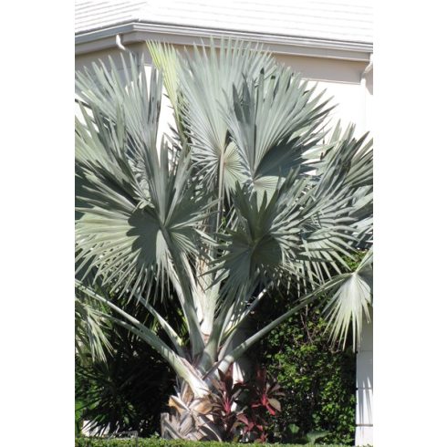 Latania loddigesii - Blue Latan Palm - 5pcs seeds/packet - goldenpalm.hu