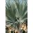   Latania loddigesii - Blue Latan Palm - 5pcs seeds/packet - goldenpalm.hu