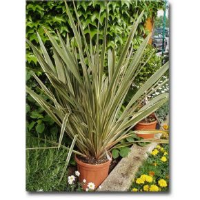   Phormium tenax Variegatum/Purpureum - Vászonfű - 5db mag/csomag
