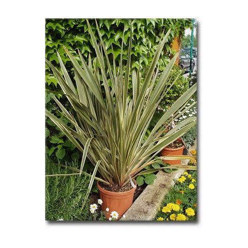 Phormium tenax Variegatum/Purpureum - Vászonfű - 5db mag/csomag