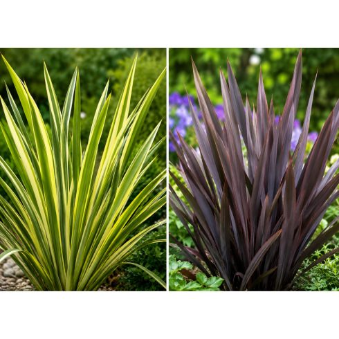 Phormium tenax Variegatum/Purpureum - Vászonfű - 5db mag/csomag