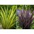 Phormium tenax Variegatum/Purpureum - Vászonfű - 5db mag/csomag