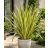  Phormium tenax Variegatum/Purpureum - Vászonfű - 5db mag/csomag