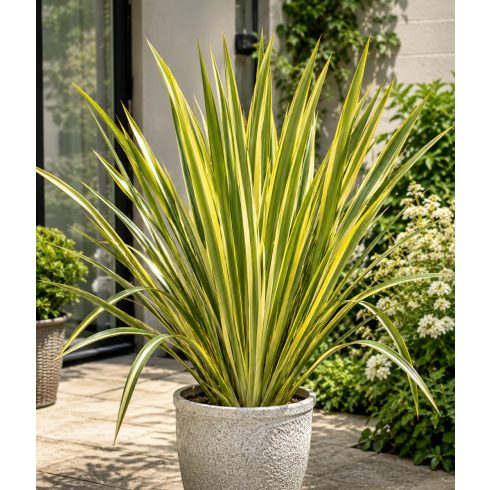 Phormium tenax Variegatum/Purpureum - Vászonfű - 5db mag/csomag