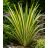   Phormium tenax Variegatum/Purpureum - Vászonfű - 5db mag/csomag