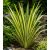 Phormium tenax Variegatum/Purpureum - Vászonfű - 5db mag/csomag