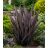   Phormium tenax Variegatum/Purpureum - Vászonfű - 5db mag/csomag