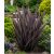 Phormium tenax Variegatum/Purpureum - Vászonfű - 5db mag/csomag
