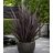   Phormium tenax Variegatum/Purpureum - Vászonfű - 5db mag/csomag