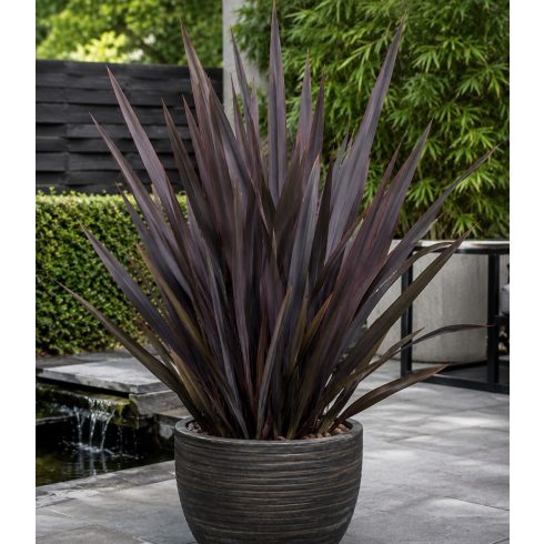 Phormium tenax Variegatum/Purpureum - Vászonfű - 5db mag/csomag
