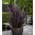 Phormium tenax Variegatum/Purpureum - Vászonfű - 5db mag/csomag