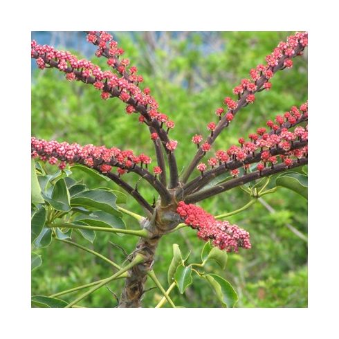 Schefflera actinophylla - Esernyőfa - 5db mag/csomag