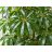 Schefflera actinophylla esernyőfa fényes zöld, sugarasan elhelyezkedő levelei közelről