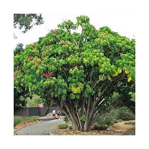 Schefflera actinophylla - Esernyőfa - 5db mag/csomag