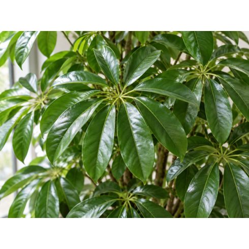 Schefflera actinophylla - Esernyőfa - 5db mag/csomag