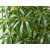 Schefflera actinophylla - Esernyőfa - 5db mag/csomag