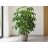 Schefflera actinophylla esernyőfa világos, modern beltérben cserépben nevelve