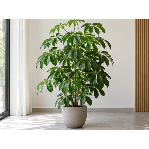 Schefflera actinophylla - Esernyőfa - 5db mag/csomag
