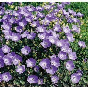   Kárpáti harangvirág - Campanula carpatica - 10db mag/csomag