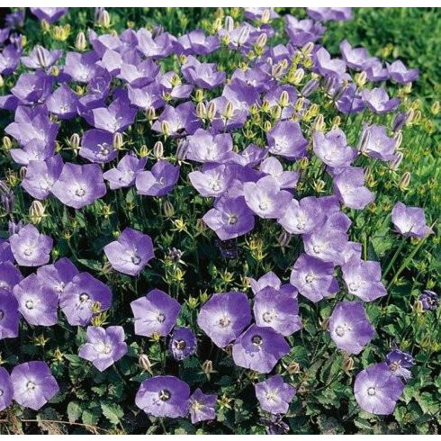 Kárpáti harangvirág - Campanula carpatica - 10db mag/csomag