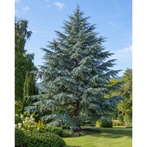 Cedrus atlantica ‘Glauca’ – Kifejlett kék atlasz-cédrus impozáns, szélesen elterülő koronával és ezüstös-kék lombbal, parkosított kertben.