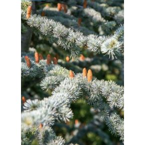   Cedrus atlantica 'Glauca' - Atlasz-Cédrus - Kéklombú - 5db mag/csomag