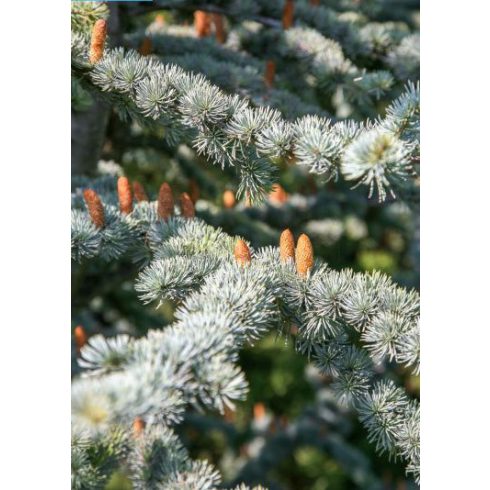 Cedrus atlantica 'Glauca' - Atlasz-Cédrus - Kéklombú - 5db mag/csomag