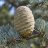 Cedrus atlantica ‘Glauca’ – Kék atlasz-cédrus felfelé álló, hordó alakú toboza, ezüstös-kék tűlevelekkel borított ágon.