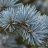 Cedrus atlantica ‘Glauca’ – Kék atlasz-cédrus ezüstös-kék, rövid hajtásokon csomókba rendeződő tűlevelei makrofotón.