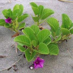 Ipomoea pes-caprae - 5db mag/csomag