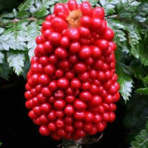   Arisaema tortuosum - Csavarodott csápvirág - 5db mag/csomag