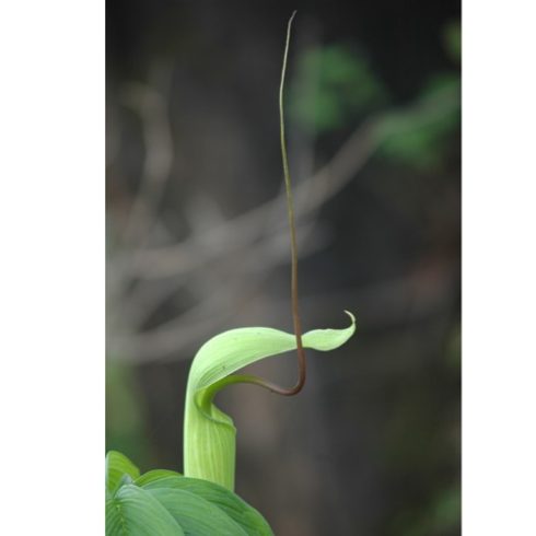Arisaema tortuosum - Csavarodott csápvirág - 5db mag/csomag