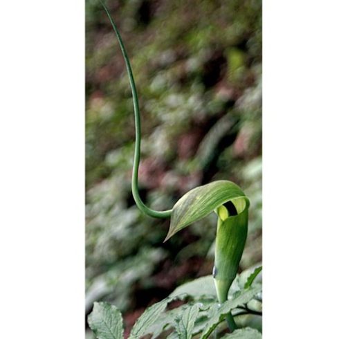 Arisaema tortuosum - Csavarodott csápvirág - 5db mag/csomag