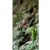 Arisaema tortuosum - Csavarodott csápvirág - 5db mag/csomag