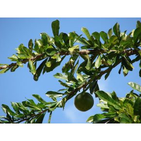 Crescentia cujete - Rumbatök - 5db mag/csomag