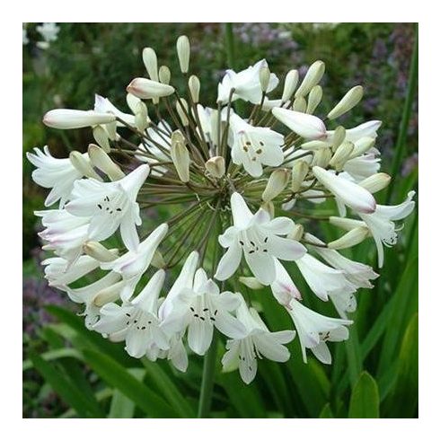 Agapanthus praecox ALBA - Korai fehér szerelemvirág - 5db mag/csomag