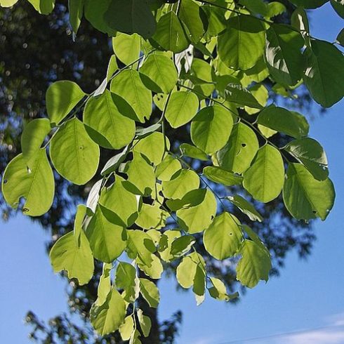 Dalbergia latifolia - Rózsafa - 5db mag/csomag