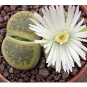 Lithops lesliei 'Albinica' - 3db mag/csomag