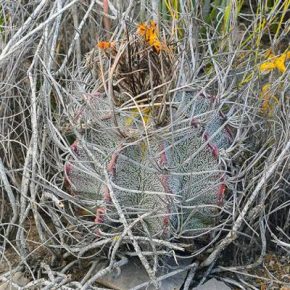 Astrophytum niveum - 2db mag/csomag